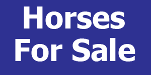 horses for sale in Canada