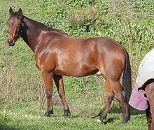 220px-Standardbred_Hunter