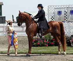 250px-American_Saddlebred3