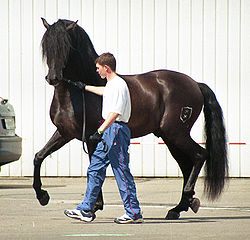 250px-Andalusian_horse_moscow