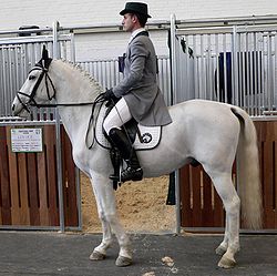 250px-Lipizzaner_2