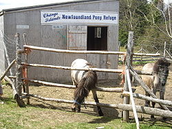 250px-Newfoundland_Ponies