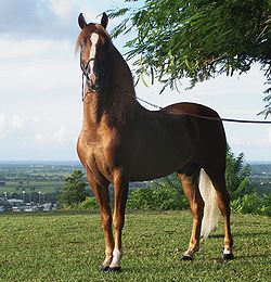 250px-Puerto_rican-Paso-Fino-Horse-chestnut