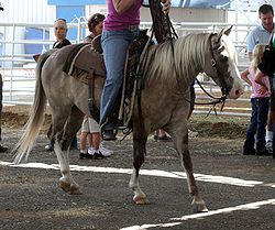 250px-Quarter_Horse_Pony