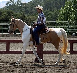 250px-Spotted_Saddle_Horse1