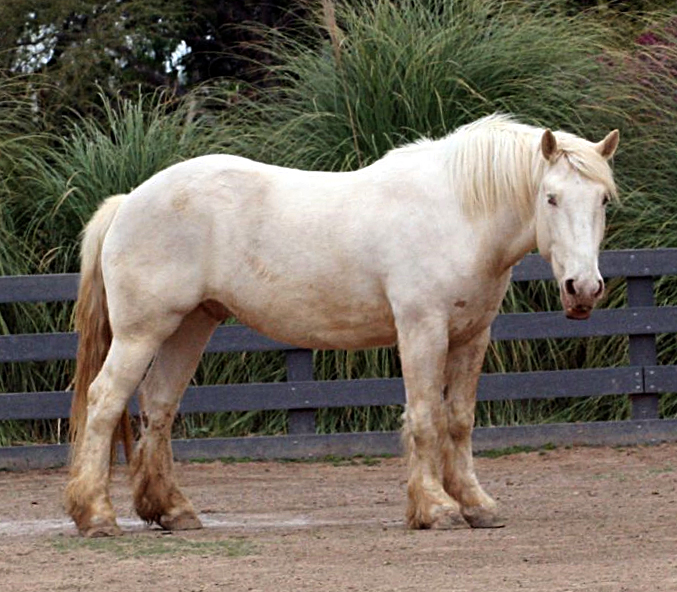 American_Cream_Draft_Horse