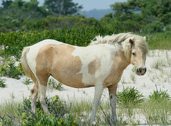 Chincoteague_Pony