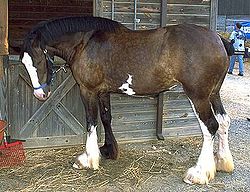 Clydesdale