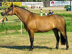 Connemara Pony