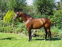 Dutch_Warmblood