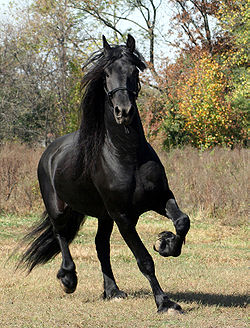 Friesian