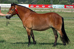 Gotland_Pony