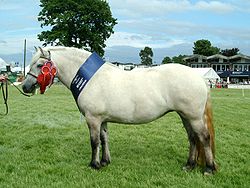 Highland_Pony