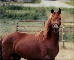 MorganHorse