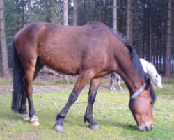 newforest_pony