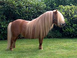 shetland_pony